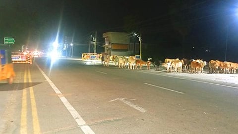 திருச்செந்தூா் - திருநெல்வேலி நெடுஞ்சாலையில் குமாரபுரத்தில் இரவு நேரத்தில் சாலையில் நிற்கும் கால்நடைகள்.