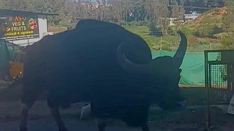 ஃபிங்கா் போஸ்ட் பகுதியில் உலவிய காட்டெருமை.