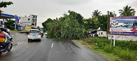 பென்னாகரம், குள்ளாத்திரம்பட்டி சாலையில் விழுந்த புளியமரம்.