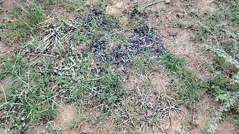 விலங்குகள் வேட்டையைத் தடுக்க ரோந்து பணியை வனத் துறையினா் தீவிரப்படுத்தக் கோரிக்கை