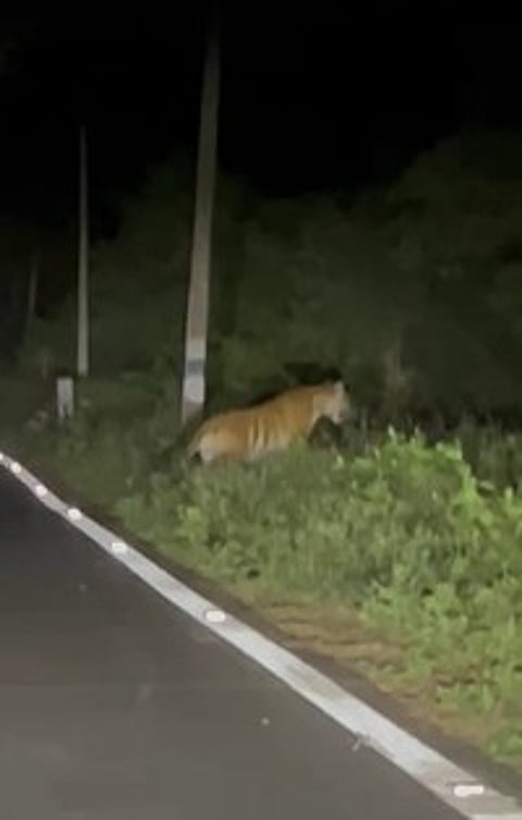 கோ்மாளம் சாலையில் நடமாடிய புலி.