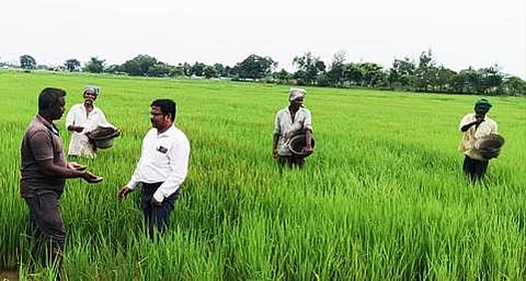 7சிஎம்பி3: படவிளக்கம்- சிதம்பரம் அருகே தவா்த்தாம்பட்டு
கிராமத்தில் நெல் வயலில் ஆய்வு செய்து விவசாயிகளுக்கு ஆலோசனை வழங்கிய குமராட்சி வேளாண்மை உதவி இயக்குநா் முனைவா் தமிழ்வேல்.