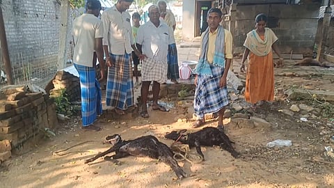 தெருநாய்கள் கடித்ததில் இறந்த ஆடுகள்.