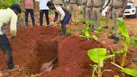 வள்ளியூா் அருகே விவசாய நிலங்களை சேதப்படுத்திய காட்டுப்பன்றியை சுட்டுக் கொன்ற வனத்துறையினா்