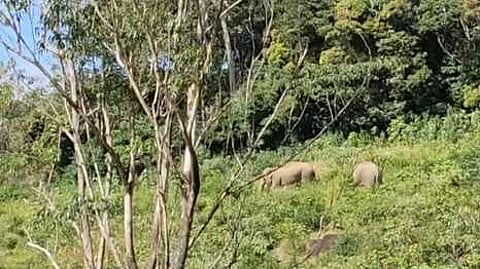 மாஞ்சோலை வனப்பகுதியில் சுற்றித் திரியும் யானைகள்.