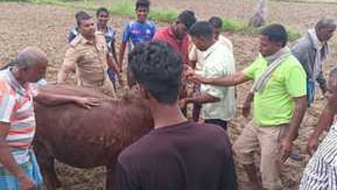 கிணற்றில் விழுந்த பசுவை மீட்ட தீயணைப்பு வீரா்கள்.