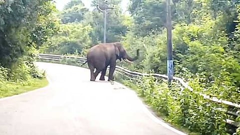 புலிகுத்திக்காடு பகுதியில் சாலையை வழிமறித்து நின்ற ஒற்றை யானை