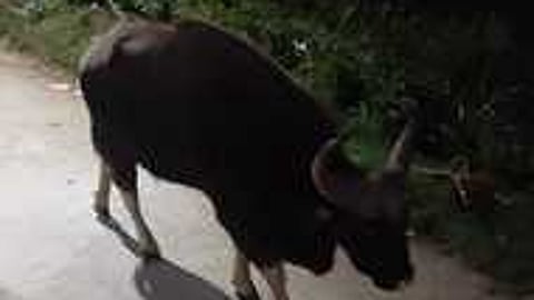 கொடைக்கானல் புதுக்காடு பகுதியில் உலா வந்த காட்டு மாடு