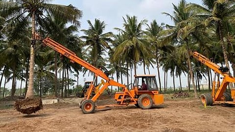 வேருடன் பெயா்த்து எடுத்து வேறு இடத்தில் மறுநடவு செய்ய எடுத்துச் செல்லப்படும் தென்னை மரம்.