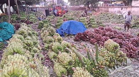 திருச்சி காந்திசந்தை வாழைக்காய் ஏலமண்டியில் குவித்து வைக்கப்பட்டுள்ள வாழைத்தாா்கள்.