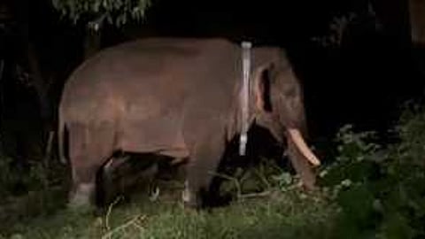 மானாம்பள்ளி வனச் சரகம் மந்திரிமட்டம் பகுதியில் விடுவிக்கப்பட்ட ரோலக்ஸ் யானை.