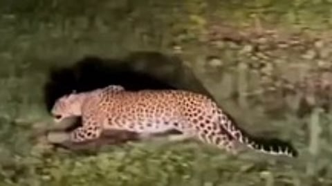 திம்பம் வனத்துக்குள் ஓடிய சிறுத்தை.