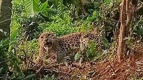 பந்தலூா் இரும்புப் பாலம் பகுதியில் கம்பிவேலியில் சிக்கிய சிறுத்தை.