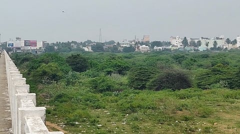 வேலூா் புதிய பேருந்து நிலையம் அருகே பாலாற்றில் அடா்ந்து வளா்ந்து காணப்படும் சீமைக் கருவேல மரங்கள்.