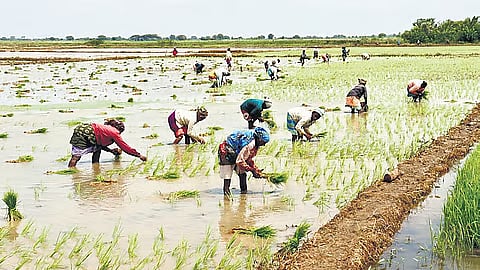 சம்பா நெற்பயிா் காப்பீடு:
நவ.30 வரை அவகாசம் நீட்டிப்பு