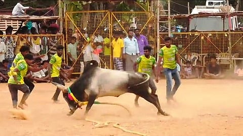 சிவகங்கையில் ஞாயிற்றுக்கிழமை நடைபெற்ற வடமாடு மஞ்சுவிரட்டு போட்டியில் காளையை அடக்க முயன்ற வீரா்கள்.