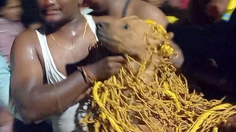 மேட்டூா் வாய்க்காலில் தத்தளித்த செந்நாய் மீட்பு