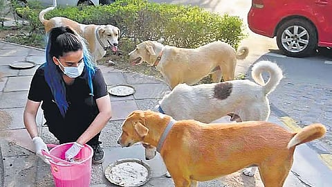 தெரு நாய்களுக்கு உணவு...