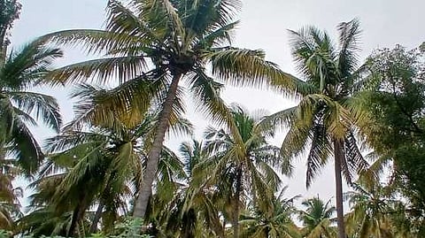 கம்பத்தில் தென்னை மரங்களில் வாடல் நோய் தாக்குதல் அதிகரிப்பு: விவசாயிகள் கவலை