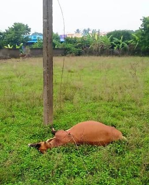 வயல்வெளியில் மின்கம்பி அறுந்து விழுந்து இறந்த பசுமாடு