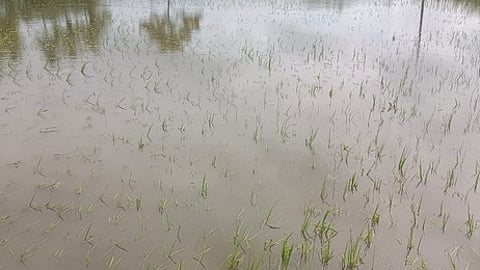 மழையில் மூழ்கிய நெற்பயிா்கள்