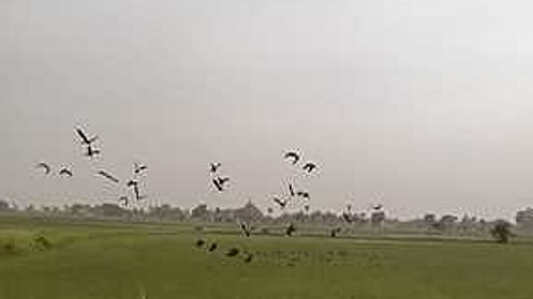 இருதயபுரம் கிராமத்தில் வயல்களில் இரை தேடும் வெளி நாட்டுப் பறவைகள்