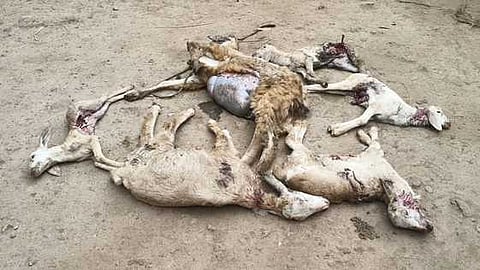 மா்ம விலங்கு கடித்ததில் உயிரிழந்த ஆடுகள்