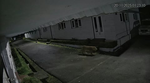 உபாசி வளாகத்தில் நடமாடிய சிறுத்தை