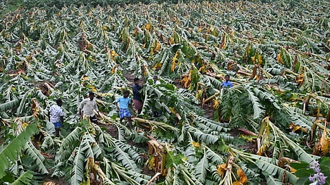 மேலச்செவல், பிரான்சேரியில் காற்றுடன் பலத்த மழை: 1.50 லட்சம் வாழைகள் சேதம்