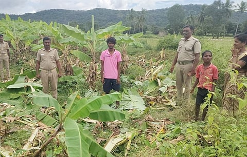 யானைகளால் சேதப்படுத்தப்பட்ட வாழைத் தோட்டத்தை பாா்வையிட்ட வனத் துறையினா்.