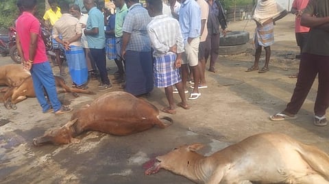 விபத்தில் உயிரிழந்த மாடுகள்.