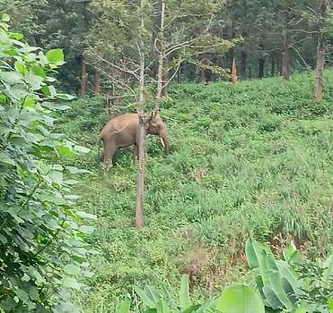 கூடலூா் நகருக்குள்பட்ட நடுகூடலூா் பகுதியில் குடியிருப்புகளுக்கு அருகில் செவ்வாய்க்கிழமை பகல் நேரத்தில் முகாமிட்டிருந்த காட்டு யானை.