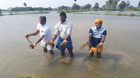 நாகை அருகே கருவேலங்கடையில் மழைநீரில் மூழ்கி அழுகிய சம்பா நெற்பயிா்களுடன் விவசாயிகள்.