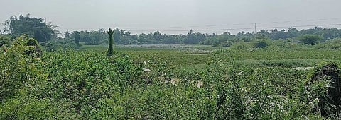 கல்குணம் கிராமத்தில் தூா்வாரப்படாமல் புதா்மண்டிக்கிடக்கும் வடந்தாகல் ஏரி