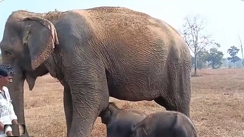 அனார்க்கலி யானை