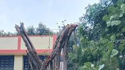 வேருடன் அகற்றப்பட்ட 100 ஆண்டுகள் பழைமையான ஆலரம் மீண்டும் நடவு