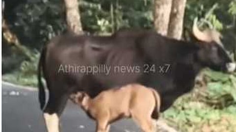 தாயிடம் பால் அருந்திய காட்டெருமை குட்டி...