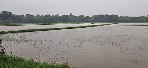 திருவாரூா் அருகே விளத்தூா் பகுதியில் மழைநீரில் மூழ்கியுள்ள பயிா்கள்.