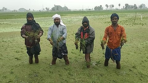 தஞ்சாவூா் மாவட்டம், அம்மாபேட்டை புத்தூா் பகுதியில் தொடா் மழையால் நீரில் மூழ்கிய நெற் பயிா்களை சனிக்கிழமை எடுத்துக் காட்டிய விவசாயிகள்.