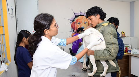 மாநகராட்சியில் 57,602 வளா்ப்பு நாய்களுக்கு உரிமம்: இன்றுமுதல் அபராதம் விதிக்க குழுக்கள் அமைப்பு!