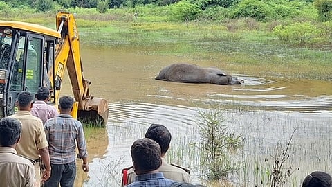 ஆந்திர மாநில ஏரியில் சிக்கியிருந்த யானை.