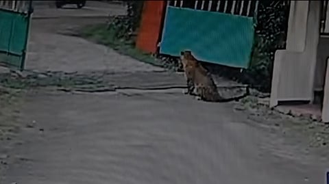 உதகை அருகே தீட்டுக்கல் பகுதியில் சாலையை பாா்த்தவாறு அமா்ந்திருந்த சிறுத்தை.