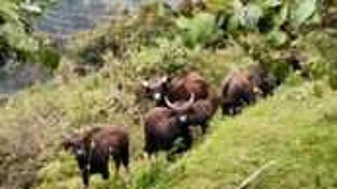 கொடைக்கானல் சீனிவாசபுரம் குடியிருப்புப் பகுதியில் முகாமிட்ட காட்டு மாடுகள்.