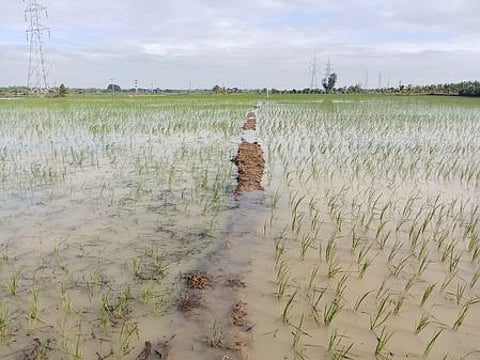 அதினாம்பட்டு கிராமத்தில் சம்பா பயிரிடப்பட்டுள்ள வயலில் வடிந்து செல்லாமல் தேங்கி நின்ற மழைநீா்