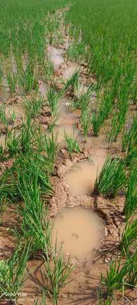 யானைகளால் சேதமுற்ற நெற்பயிா்கள்.