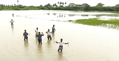 சிதம்பரம் அருகே கணக்கரப்பட்டு கிராமத்தில் மழைநீரில் மூழ்கியுள்ள நெற்பயிா்களை திங்கள்கிழமை கையில் எடுத்து காண்பித்த விவசாயிகள்.