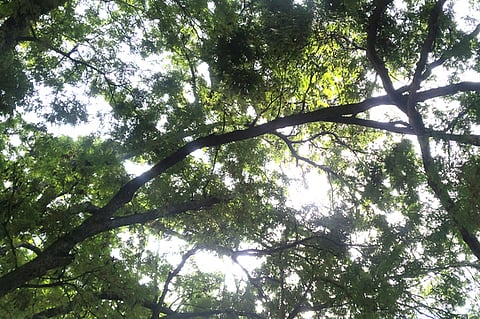 முறிந்து விழுந்த மரக்கிளையால் விபத்து அபாயம்