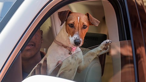 இரு இடங்களில் தெரு நாய் பராமரிப்பு மையங்கள்!