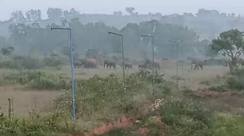 ஜீரஹள்ளி கிராமத்துக்குள் புகுந்த யானைக் கூட்டம்.