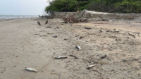 தூத்துக்குடி அருகே இறந்த நிலையில் கரை ஒதுங்கிய மீன்கள்